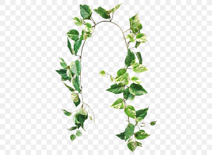 Devil's Ivy Garland Variegation Flower Plant Stem, PNG, 800x600px, Garland, Branch, Flora, Flower, Flowering Plant Download Free