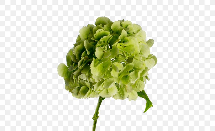 Hydrangea Green Cut Flowers, PNG, 500x500px, Hydrangea, Cornales, Cut Flowers, Flower, Flowering Plant Download Free