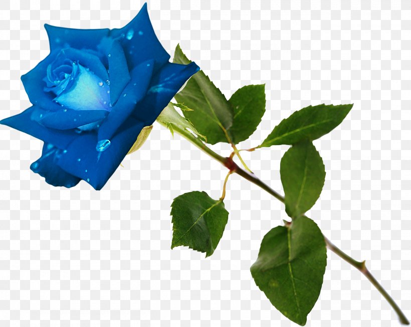 Blue Rose Garden Roses Flower Rosa Gallica, PNG, 1360x1086px, Blue Rose, Blue, Cobalt Blue, Color, Flower Download Free