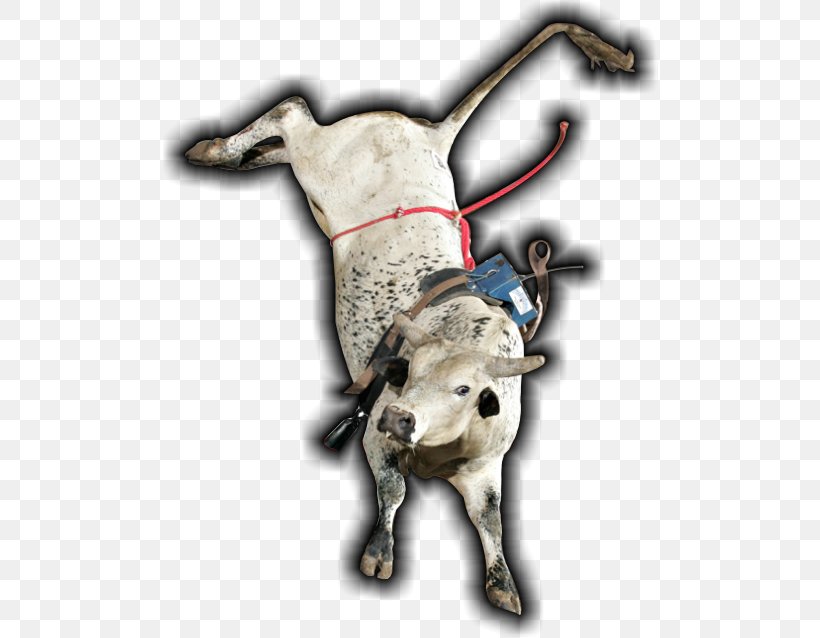 Bucking Bull Cattle Ox Bull Riding, PNG, 496x638px, Bull, Blog, Bone, Bucking, Bucking Bull Download Free