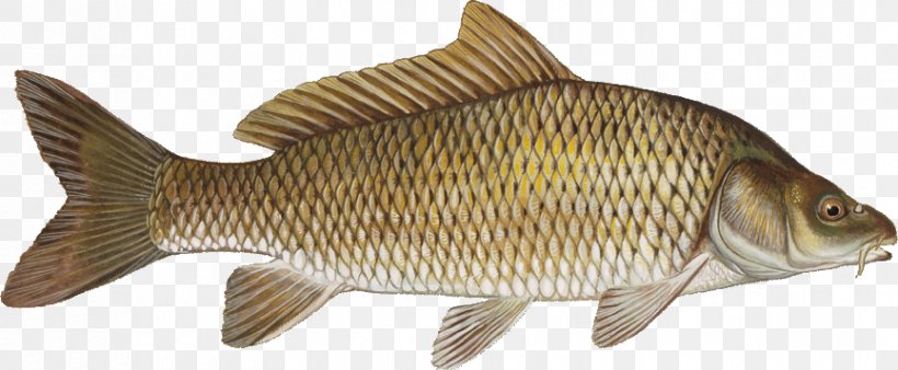 Common Carp Grass Carp Fish Cyprinidae, PNG, 865x357px, Common Carp, Angling, Animal Figure, Bony Fish, California Halibut Download Free