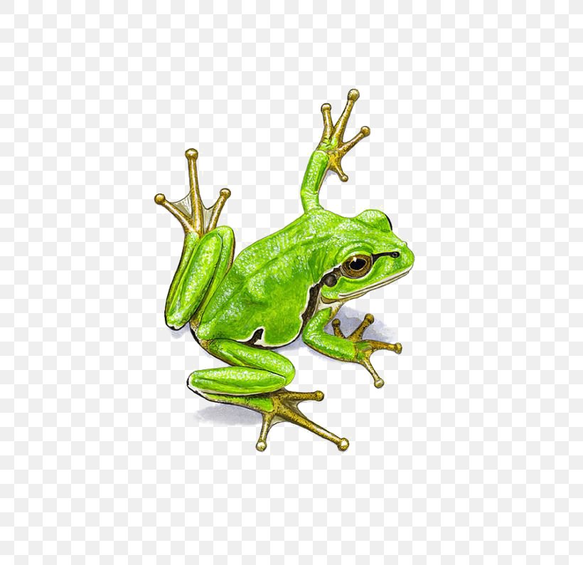 Frog Watercolor Painting, PNG, 564x794px, Frog, Amphibian, Drawing, Lithobates Clamitans, Organism Download Free