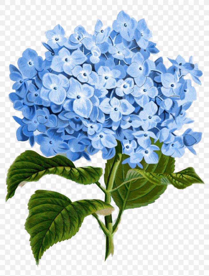 Oakleaf Hydrangea Printing Flower Wall Decal Clip Art, PNG, 1013x1339px, Oakleaf Hydrangea, Art, Blue, Botanical Illustration, Botany Download Free