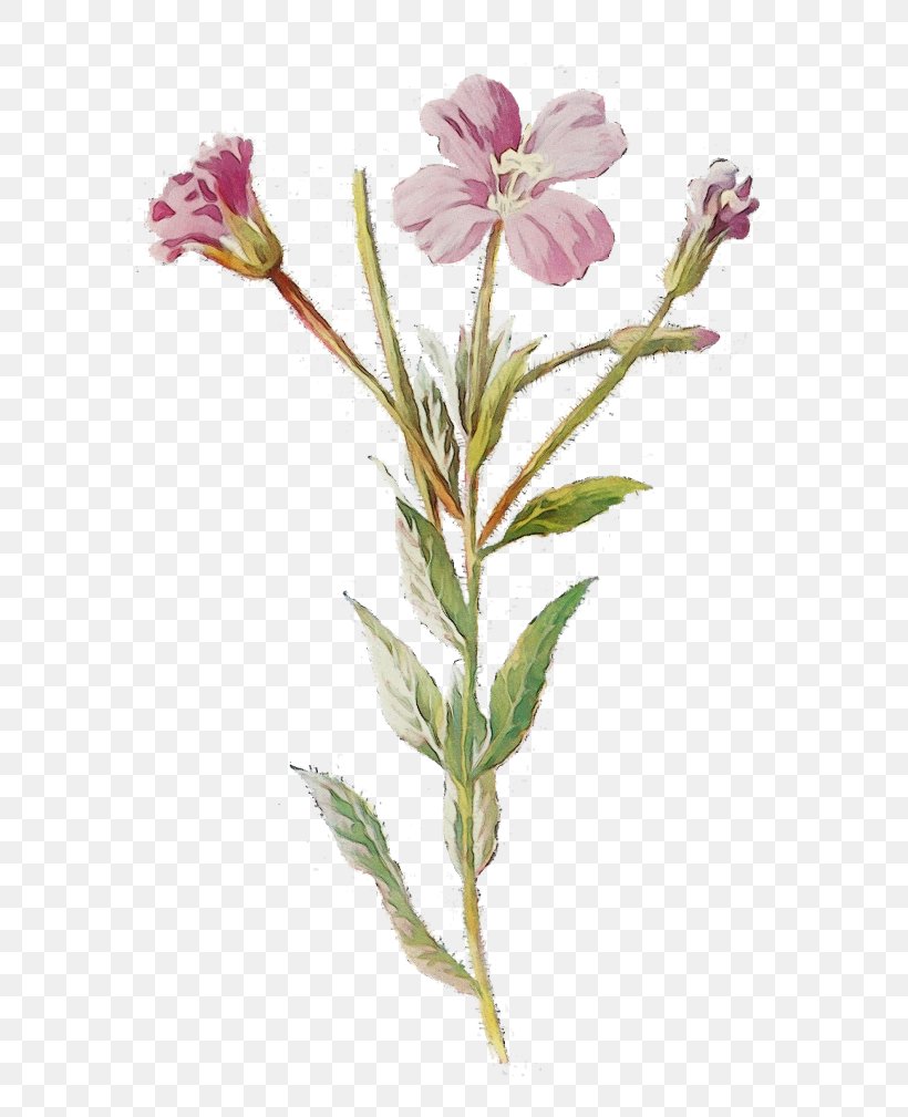 Pink Flower Cartoon, PNG, 700x1009px, Watercolor, Antique, Evening Primrose, Evening Primrose Family, Flower Download Free