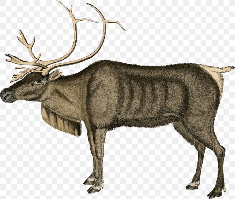 Reindeer Moose Santa Claus Clip Art, PNG, 2296x1938px, Reindeer, Antler, Cattle Like Mammal, Christmas, Deer Download Free