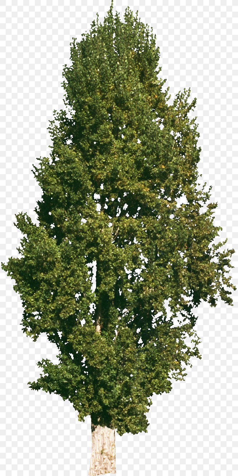 Tree Ulmus Minor Norway Maple Stock Photography Clip Art, PNG, 812x1640px, Tree, Beech, Biome, Branch, Christmas Tree Download Free