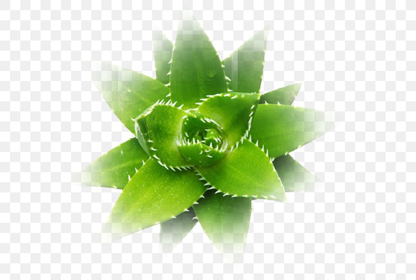 Aloe Vera Aloe Polyphylla Aloe Ferox Succulent Plant, PNG, 560x553px, Aloe Vera, Aloe, Aloe Ferox, Aloe Polyphylla, Cactaceae Download Free