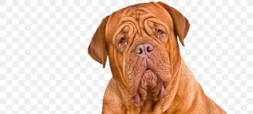 Dogue De Bordeaux Bullmastiff Tosa English Mastiff Ca De Bou, PNG, 830x376px, Dogue De Bordeaux, Breed, Bullmastiff, Ca De Bou, Carnivoran Download Free