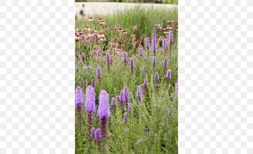 English Lavender French Lavender Subshrub Hyssopus Prairie, PNG, 500x500px, English Lavender, Ecosystem, Family, Flower, French Lavender Download Free