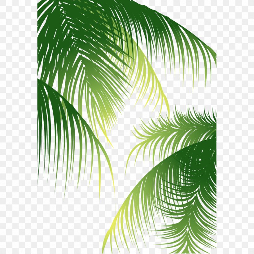 Euclidean Vector Arecaceae Coconut, PNG, 1000x1000px, Coconut Water, Arecaceae, Arecales, Coconut, Coconut Milk Download Free