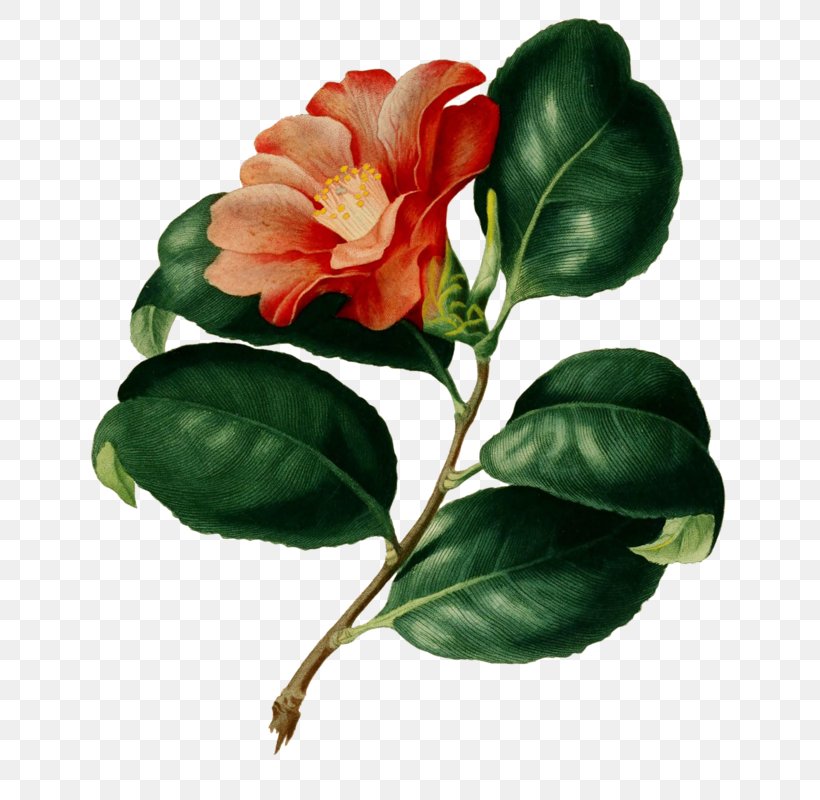 Flower Botany Botanical Illustration Drawing, PNG, 684x800px, Flower, Art, Botanical Illustration, Botany, Camellia Download Free