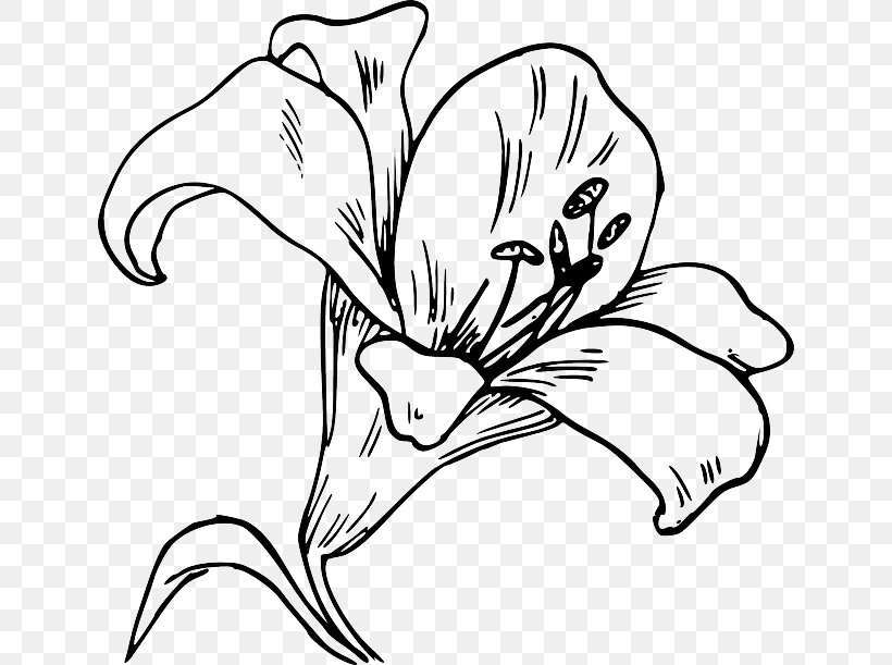 Clip Art Openclipart Easter Lily Madonna Lily Arum-lily, PNG, 640x611px, Easter Lily, Artwork, Arumlily, Beak, Black And White Download Free