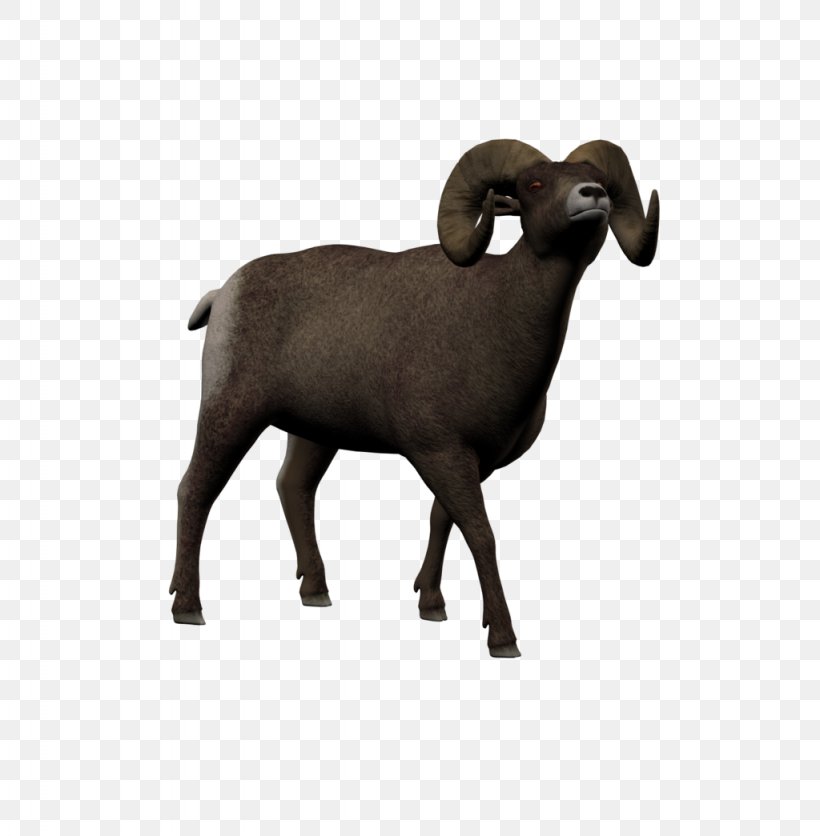 Sheep Argali DAS Productions Inc 4 January Goat, PNG, 1024x1045px, 4 August, 4 January, Sheep, Argali, Barbary Sheep Download Free