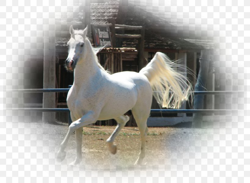Stallion Arabian Horse Irish Sport Horse Connemara Pony Mare, PNG, 800x600px, Stallion, Animal, Arabian Horse, Bridle, Connemara Pony Download Free