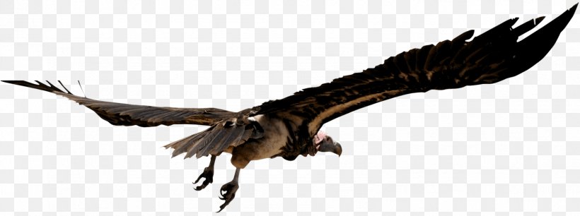 Unguja Vulture Safari Travel Bird, PNG, 1583x591px, Unguja, Accipitriformes, Africa, Animal, Animal Figure Download Free