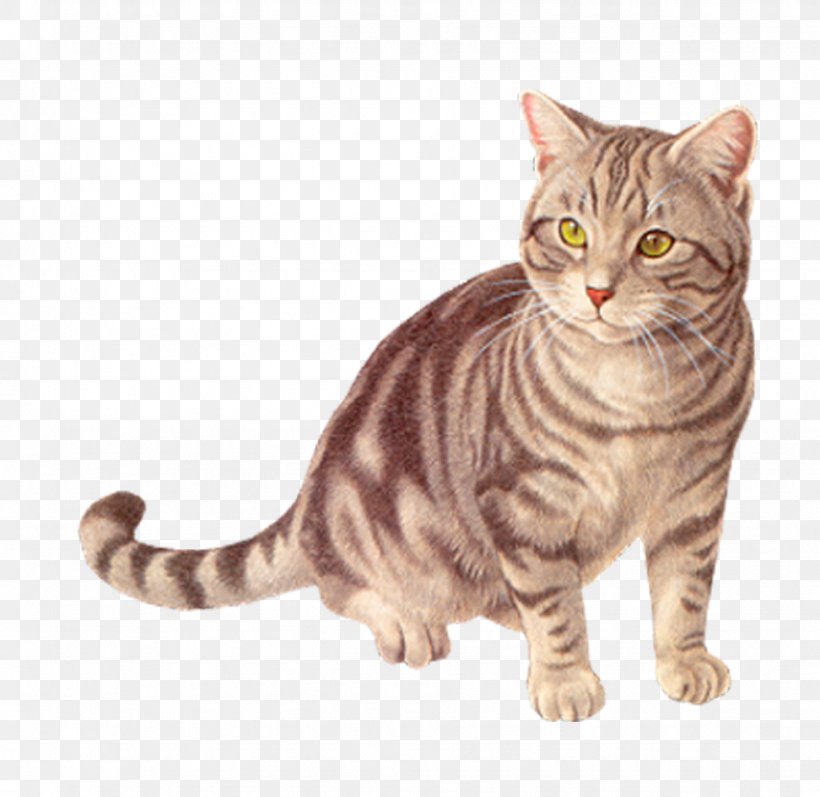 Basset Hound Cat Kitten, PNG, 972x945px, Basset Hound, Aegean Cat, American Bobtail, American Shorthair, American Wirehair Download Free