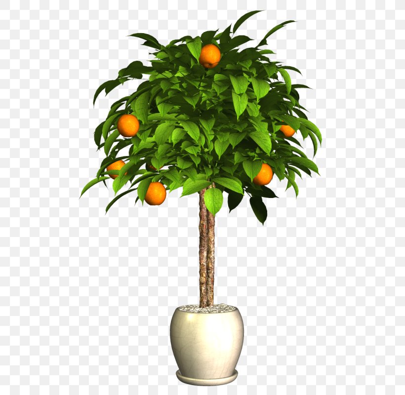 Bitter Orange Image Vector Graphics, PNG, 527x800px, Bitter Orange, Branch, Calamondin, Citrus, Citrus Fruit Download Free