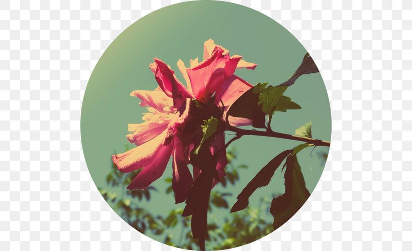 Cristina Yang Motivational Poster Islam, PNG, 500x500px, Cristina Yang, Allah, Flora, Flower, Flowering Plant Download Free