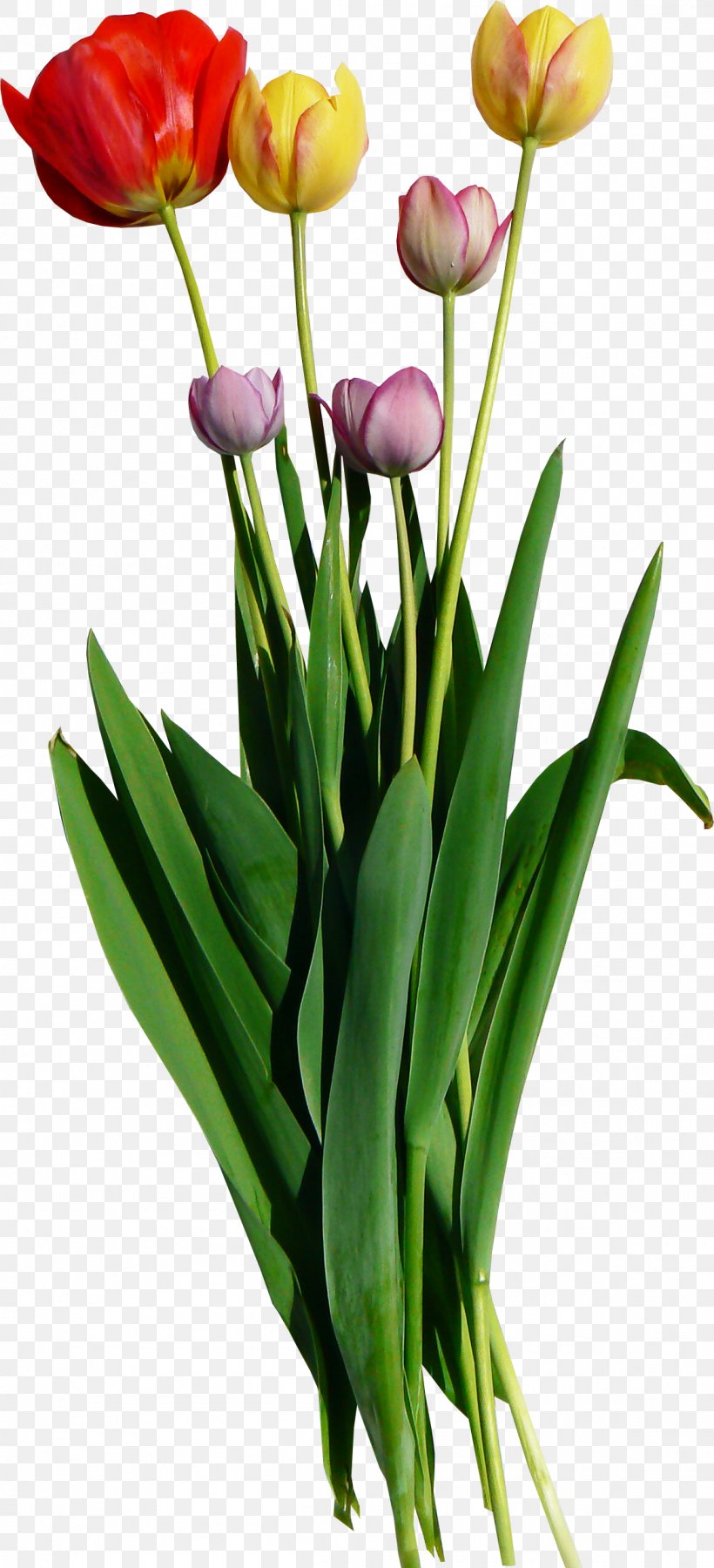 Cut Flowers Tulip Mania, PNG, 1158x2543px, Flower, Art, Cut Flowers, Floral Design, Floristry Download Free