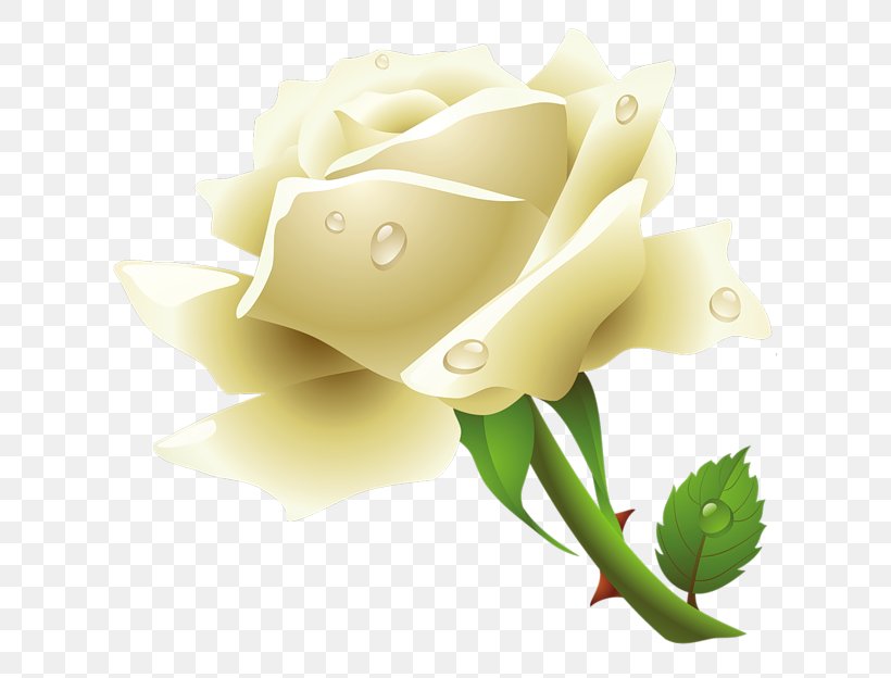 Rose White Clip Art, PNG, 648x624px, Rose, Blog, Bud, Close Up, Cut Flowers Download Free