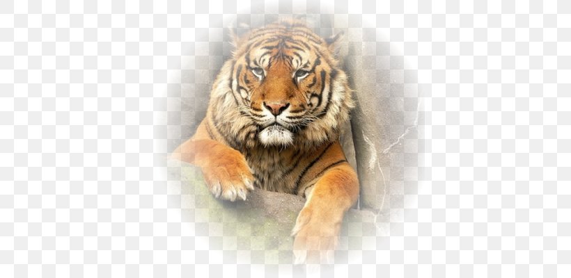 Tiger Lion Whiskers Animal Big Cat, PNG, 400x400px, Tiger, Animal, Big Cat, Big Cats, Carnivoran Download Free