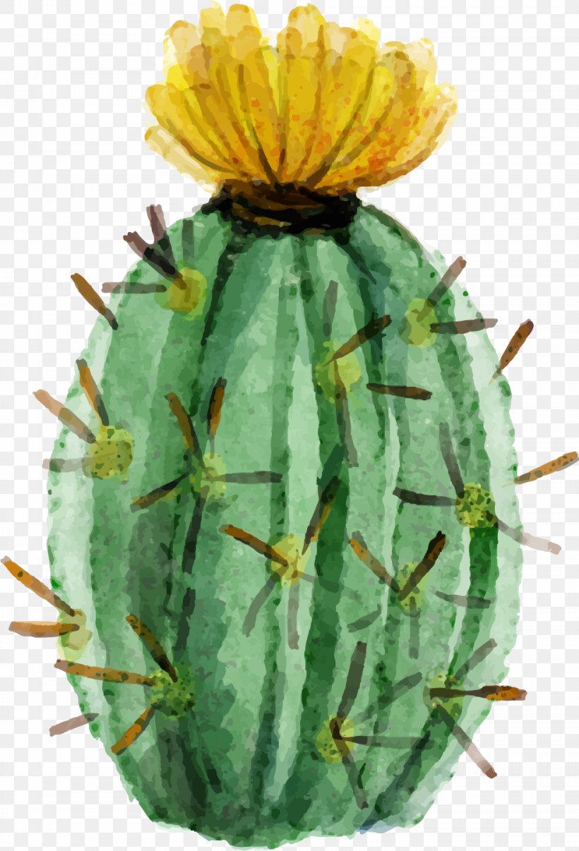 Cactaceae Watercolor Painting Succulent Plant, PNG, 984x1448px, Cactaceae, Art, Cactus, Caryophyllales, Drawing Download Free