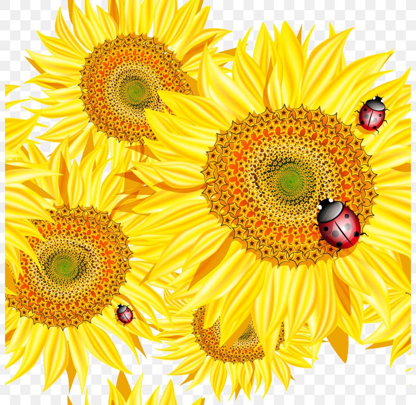Common Sunflower Bee Euclidean Vector Clip Art, PNG, 800x800px, Common Sunflower, Asterales, Bee, Chrysanths, Cut Flowers Download Free