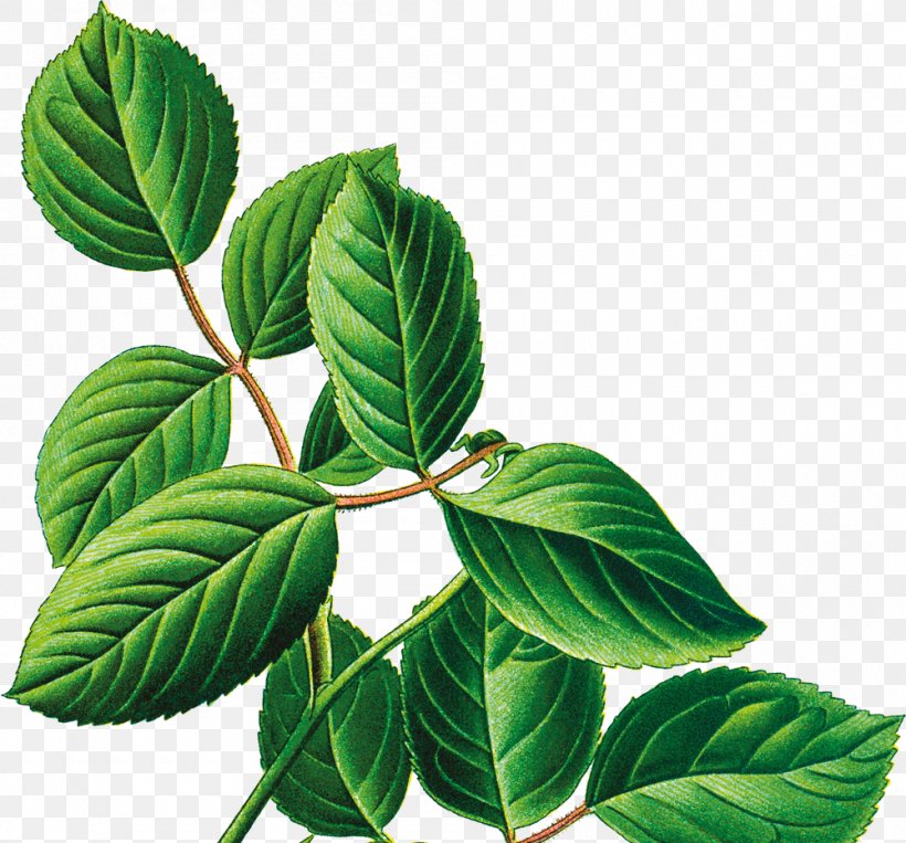 Leaf Decoupage Plant Stem Clip Art, PNG, 1000x931px, Leaf, Addition, Art, Blog, Decoupage Download Free
