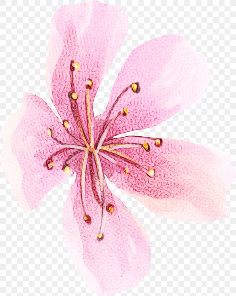 Pink Flower Cartoon, PNG, 1313x1652px, Pink M, Closeup, Flower, Geraniaceae, Geraniales Download Free