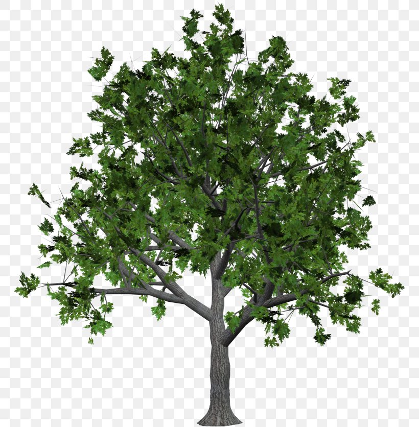 Clip Art Tree Download Image, PNG, 768x836px, Tree, Branch, Data, Deciduous, Evergreen Download Free
