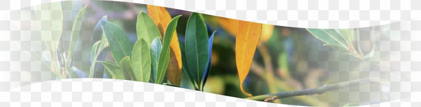 Bay Leaf Outdoor Cooking Dish Recipe, PNG, 2340x600px, Bay Leaf, Blog, Campfire, Cooking, Dish Download Free