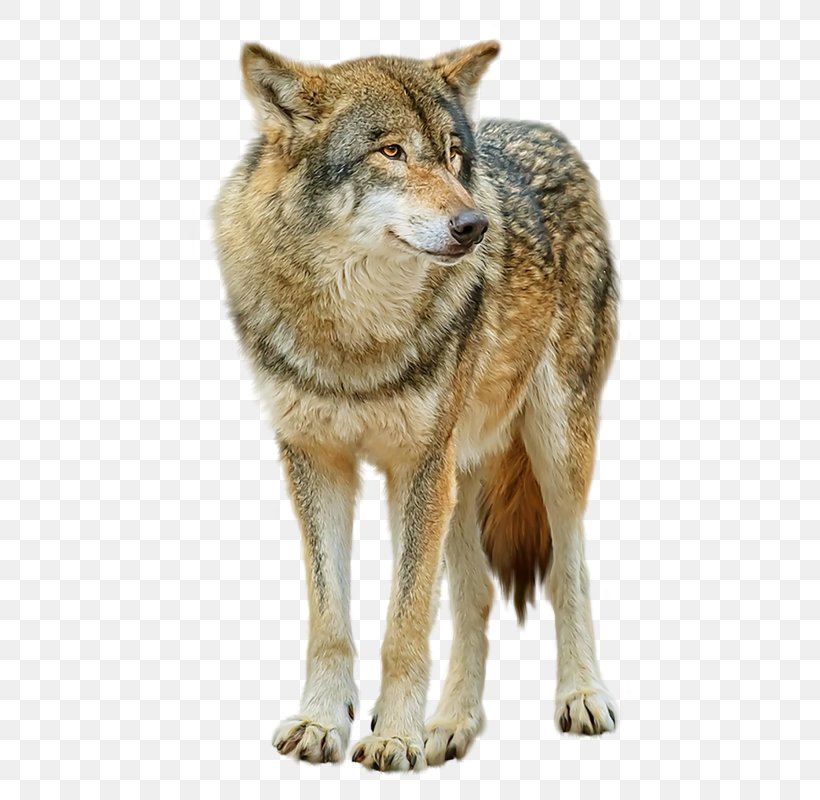 Saarloos Wolfdog Gray Wolf High-definition Television, PNG, 495x800px, Gray Wolf, Canis, Canis Lupus Tundrarum, Carnivoran, Coyote Download Free