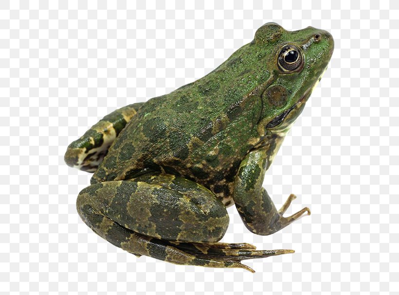 True Frog Amphibian Edible Frog Toad, PNG, 650x607px, Frog, American Bullfrog, Amphibian, Animal, Bullfrog Download Free