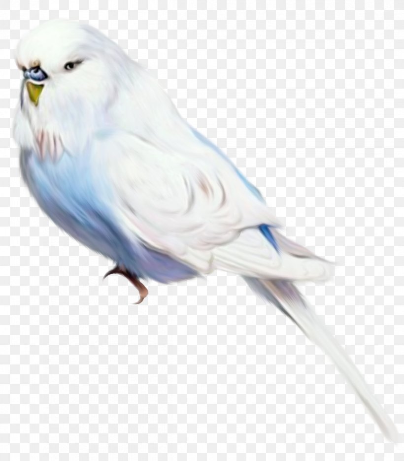 Bird Parrot Clip Art, PNG, 1199x1370px, Bird, Animal, Beak, Blog, Cockatiel Download Free