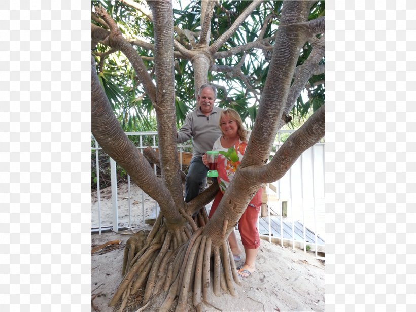 Branching, PNG, 1024x768px, Branching, Branch, Plant, Tree Download Free