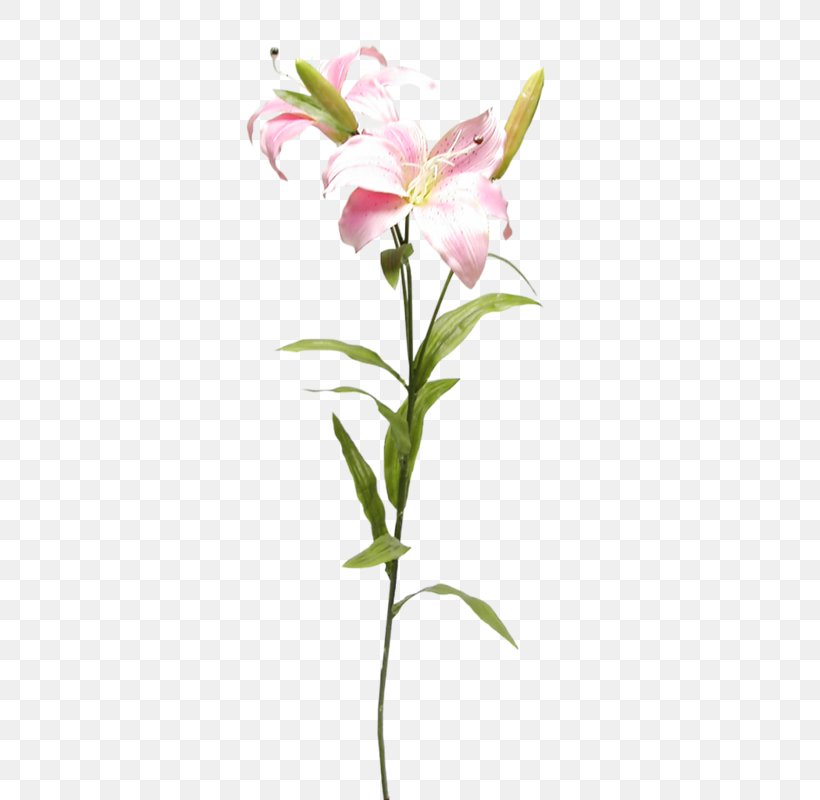 Cut Flowers Lilium Lily Of The Incas, PNG, 379x800px, Flower, Alstroemeriaceae, Cut Flowers, Email, Flowering Plant Download Free