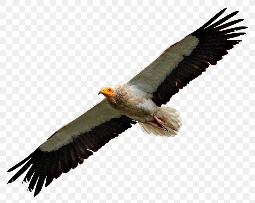 Egyptian Vulture Turkey Vulture Bald Eagle Bird, PNG, 1374x1092px, Egyptian Vulture, Accipitriformes, American Flamingo, Bald Eagle, Beak Download Free