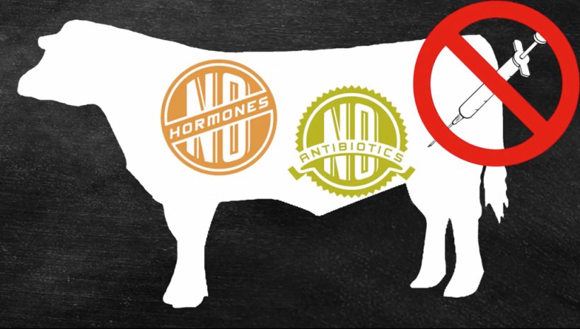 Jersey Cattle Beef Hormone Controversy Milk Clip Art, PNG, 1024x582px, Jersey Cattle, Antibiotics, Beef, Beef Hormone Controversy, Bovine Somatotropin Download Free
