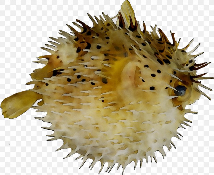 Pufferfish Long-spine Porcupinefish Spot-fin Porcupinefish Diodon Eydouxii, PNG, 1332x1087px, Pufferfish, Blowfish, Diodon, Dish, Finding Nemo Download Free