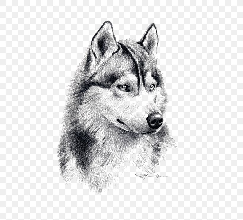 Siberian Husky Puppy Drawing Pencil Art, PNG, 564x744px, Siberian Husky, Alaskan Klee Kai, Alaskan Malamute, Art, Black And White Download Free