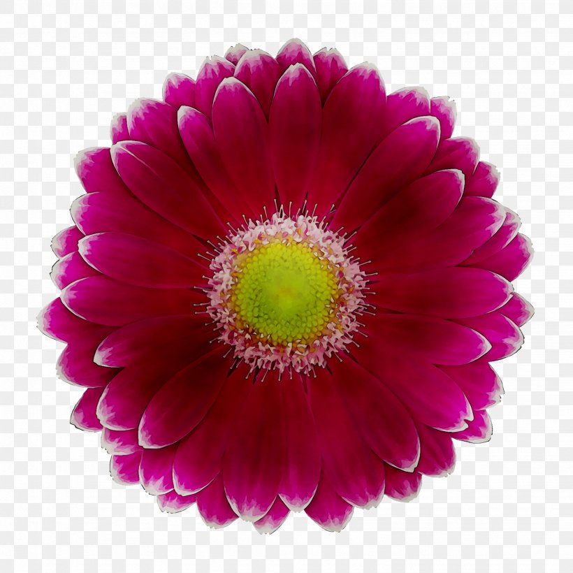 Transvaal Daisy Chrysanthemum Cut Flowers Magenta Close-up, PNG, 1949x1949px, Transvaal Daisy, Annual Plant, Artificial Flower, Aster, Barberton Daisy Download Free