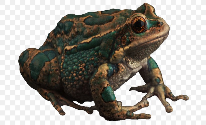American Bullfrog Toad True Frog, PNG, 744x498px, Frog, American Bullfrog, Amphibian, Animal, Bullfrog Download Free