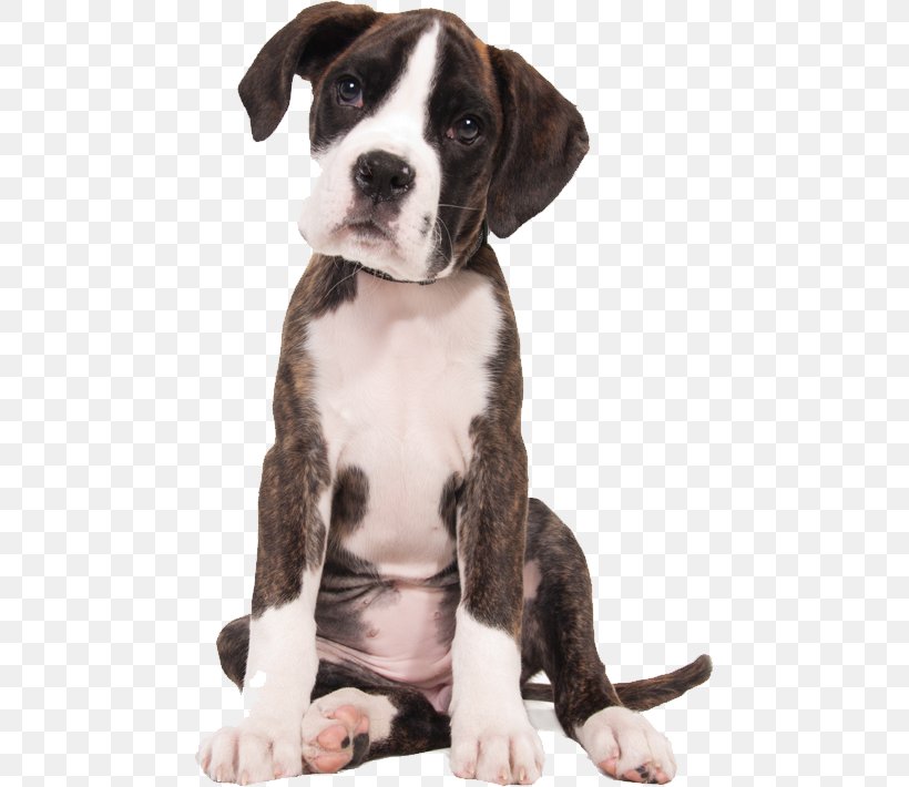 Boxer Puppy English Mastiff Bullmastiff Miniature Schnauzer, PNG, 469x710px, Boxer, Animal, Bullmastiff, Carnivoran, Cat Download Free