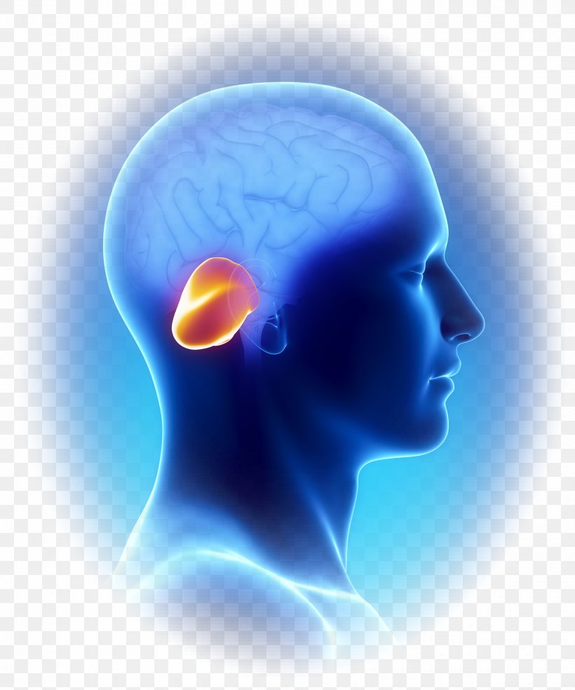 Cerebellum Brain Pons Function Medulla Oblongata, PNG, 2500x3000px, Watercolor, Cartoon, Flower, Frame, Heart Download Free