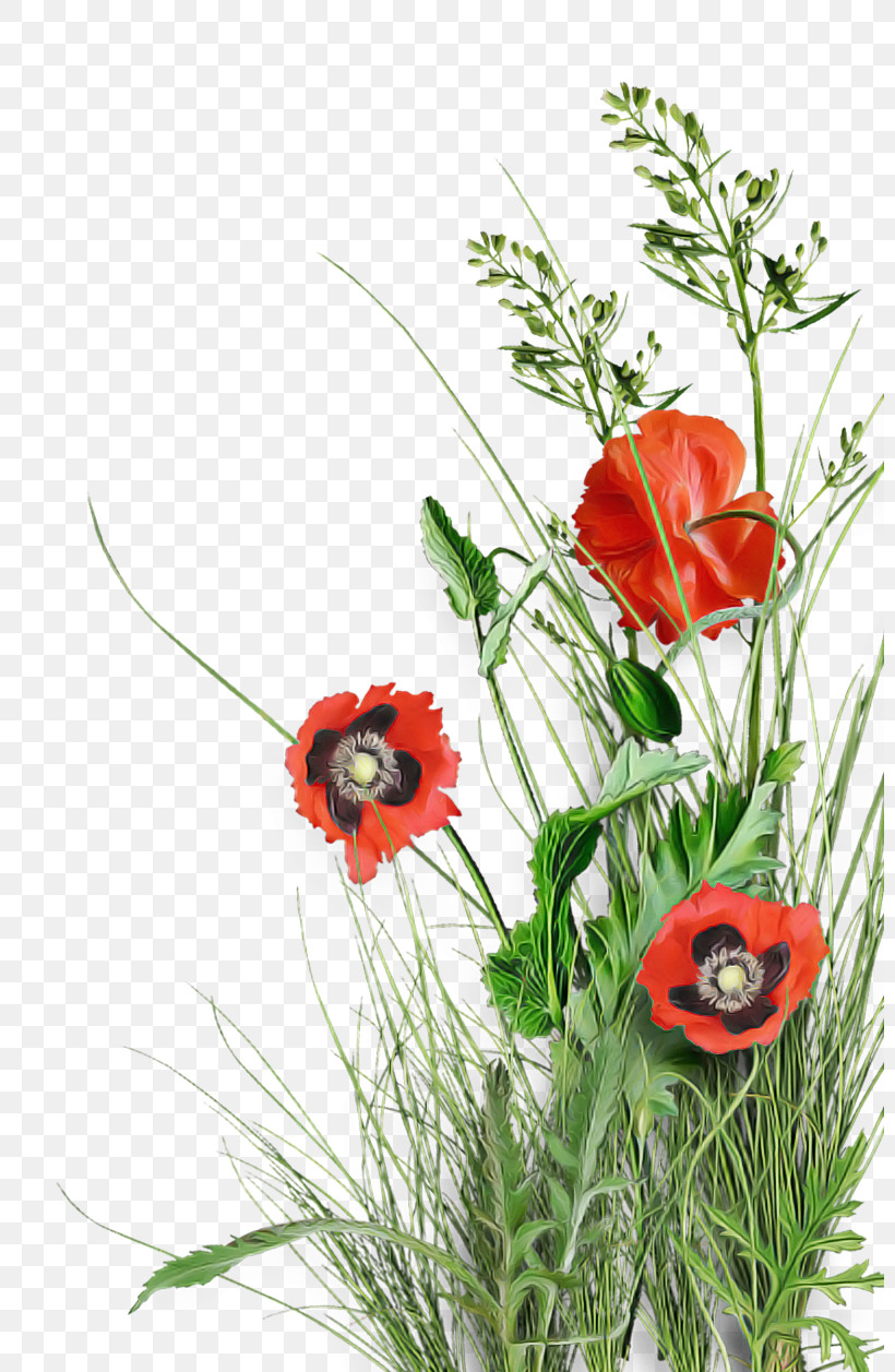 Floral Design, PNG, 800x1257px, Flower, Common Poppy, Cut Flowers, Drawing, Floral Design Download Free