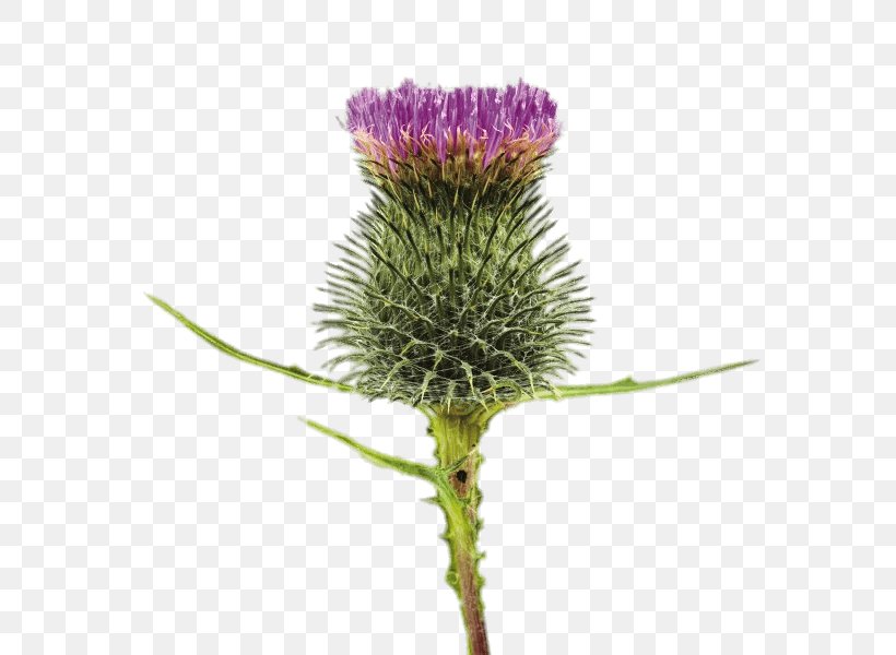 Image Stock Photography Royalty-free, PNG, 600x600px, Stock Photography, Artichoke Thistle, Artist, Burdock, Creeping Thistle Download Free