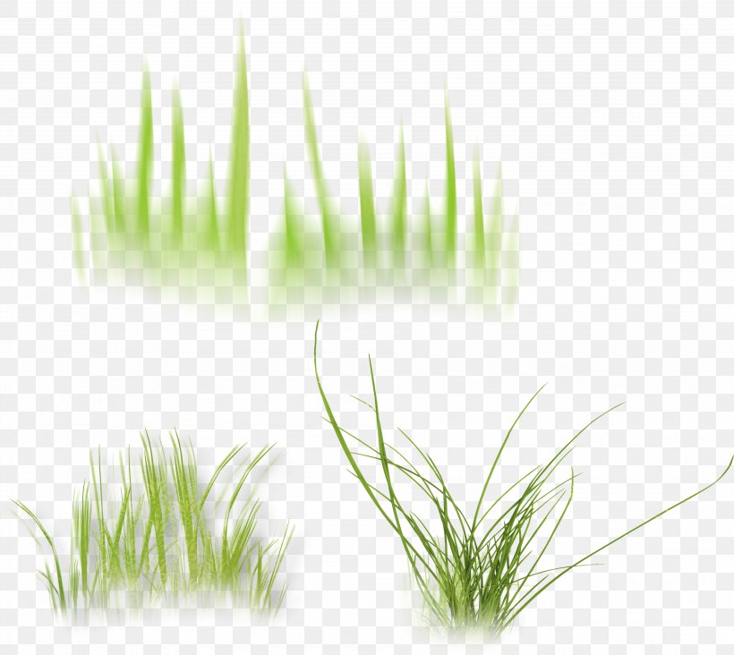 Wheatgrass Vetiver Desktop Wallpaper Computer Herb, PNG, 3788x3385px, Wheatgrass, Aquarium, Aquarium Decor, Chrysopogon, Chrysopogon Zizanioides Download Free
