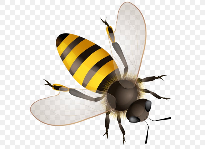 Worker Bee Hornet Bumblebee Africanized Bee, PNG, 600x596px, Bee, Africanized Bee, Arthropod, Bumblebee, Fly Download Free