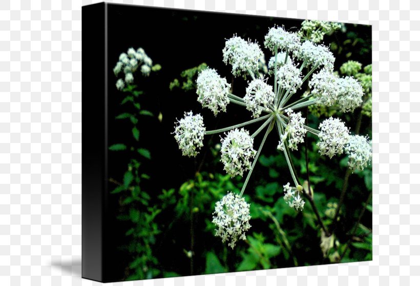 Cow Parsley Wild Celery Ajwain Cicely Herb, PNG, 650x560px, Cow Parsley, Ajwain, Angelica, Anthriscus, Apiaceae Download Free