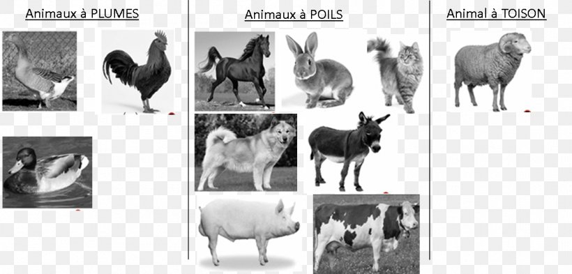 Nursery School Arlequin Horse Game Feather Stuffed Animals & Cuddly Toys, PNG, 1153x554px, Horse, Animal, Black And White, Camel Like Mammal, Child Download Free